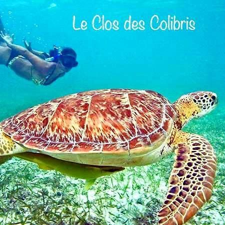 Lodge Colibris Piscine Privee Vue Panoramique Mer Et Montagne Pelee , 500 M Plage Dans Un Parc , Calme Assure Ideal Pour Decouvrir Le Nord Caraibes Ле-Карбе Экстерьер фото