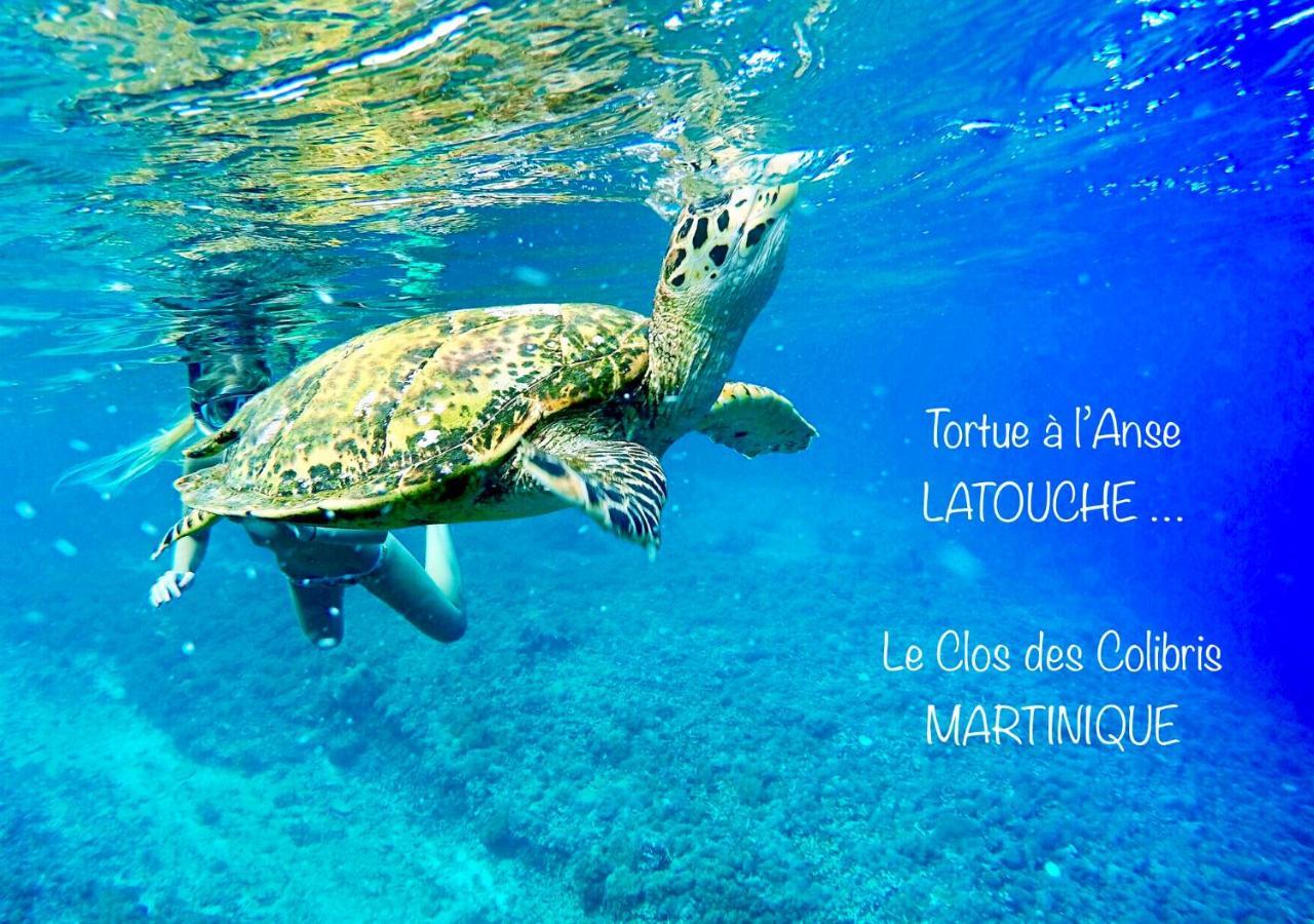 Lodge Colibris Piscine Privee Vue Panoramique Mer Et Montagne Pelee , 500 M Plage Dans Un Parc , Calme Assure Ideal Pour Decouvrir Le Nord Caraibes Ле-Карбе Экстерьер фото