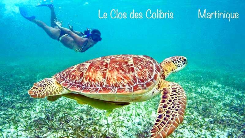 Lodge Colibris Piscine Privee Vue Panoramique Mer Et Montagne Pelee , 500 M Plage Dans Un Parc , Calme Assure Ideal Pour Decouvrir Le Nord Caraibes Ле-Карбе Экстерьер фото